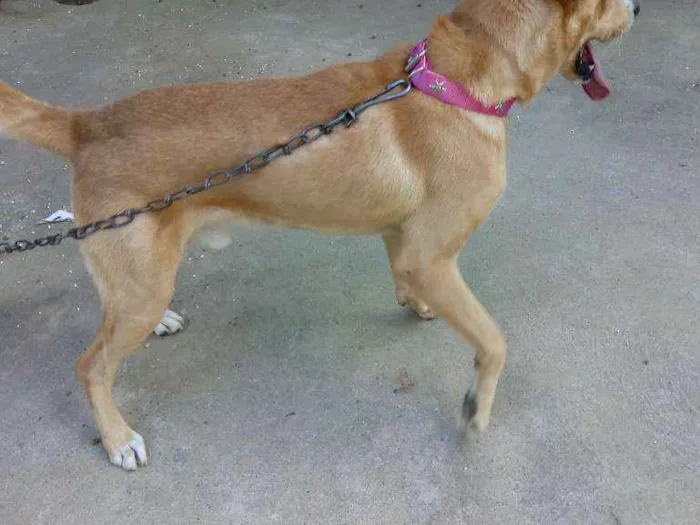 Cachorro ra a Mistura de Pitbull com vira la idade 3 anos nome Não tem nome ainda 