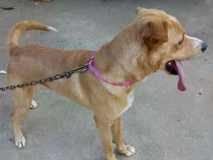 Cachorro ra a Mistura de Pitbull com vira la idade 3 anos nome Não tem nome ainda 