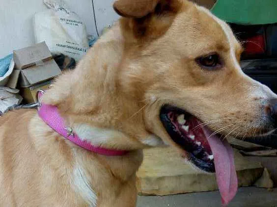 Cachorro ra a Mistura de Pitbull com vira la idade 3 anos nome Não tem nome ainda 