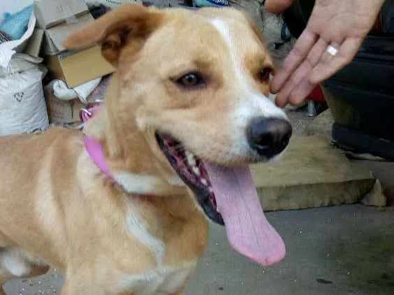 Cachorro ra a Mistura de Pitbull com vira la idade 3 anos nome Não tem nome ainda 