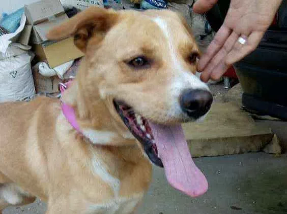 Cachorro ra a Mistura de Pitbull com vira la idade 3 anos nome Não tem nome ainda 