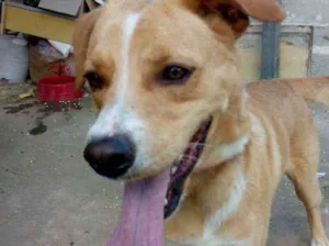 Cachorro raça Mistura de Pitbull com vira la idade 3 anos nome Não tem nome ainda 