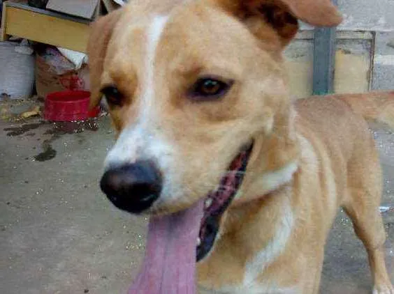 Cachorro ra a Mistura de Pitbull com vira la idade 3 anos nome Não tem nome ainda 