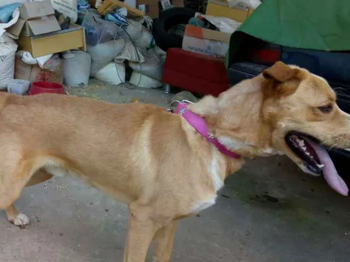 Cachorro ra a Mistura de Pitbull com vira la idade 3 anos nome Não tem nome ainda 