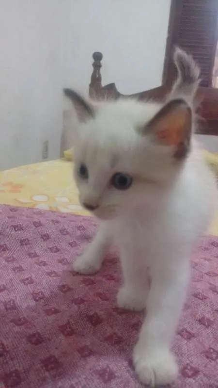 Gato raça SIAMES idade Abaixo de 2 meses nome S/NOME