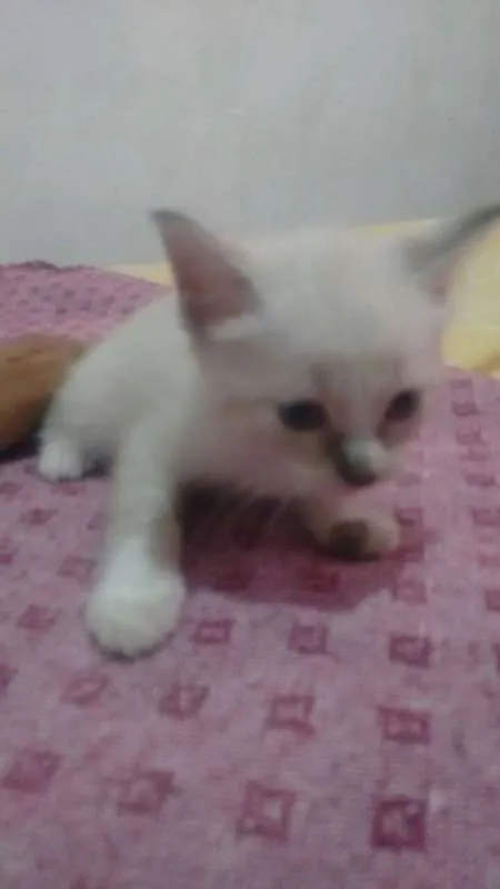 Gato raça SIAMES idade Abaixo de 2 meses nome S/NOME
