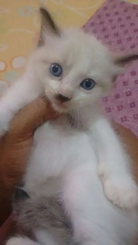Gato raça SIAMES idade Abaixo de 2 meses nome S/NOME