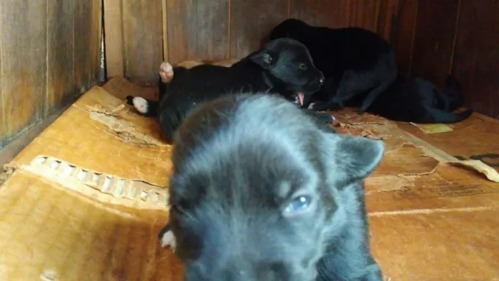 Cachorro ra a Acredito que seja Vira Lata idade Abaixo de 2 meses nome Não possuem nomes