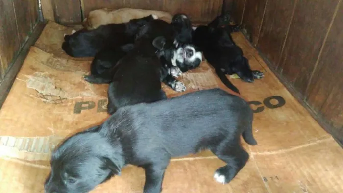 Cachorro ra a Acredito que seja Vira Lata idade Abaixo de 2 meses nome Não possuem nomes