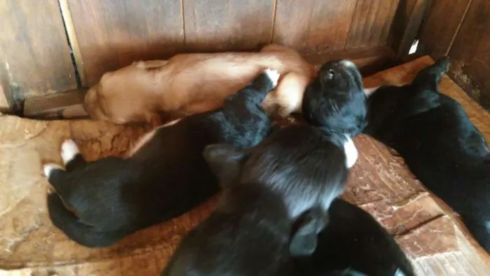 Cachorro ra a Acredito que seja Vira Lata idade Abaixo de 2 meses nome Não possuem nomes
