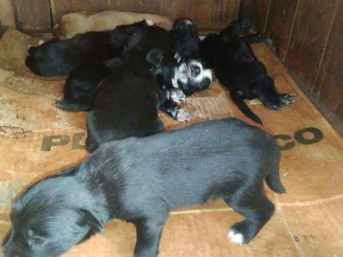 Cachorro ra a Acredito que seja Vira Lata idade Abaixo de 2 meses nome Não possuem nomes