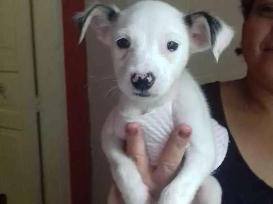 Cachorro ra a viralatas idade 2 a 6 meses nome pele, pirata, lindin