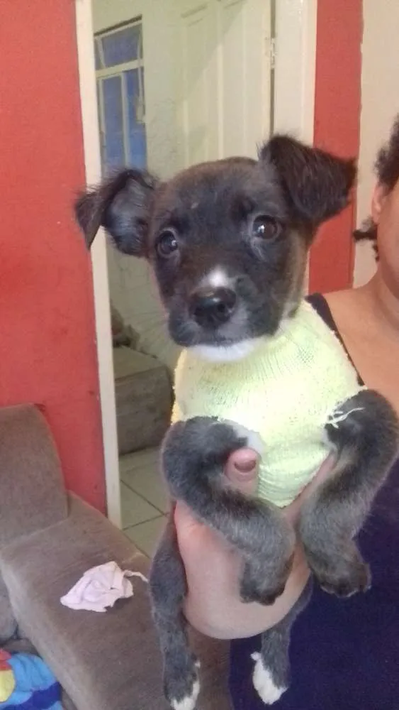 Cachorro ra a viralatas idade 2 a 6 meses nome pele, pirata, lindin