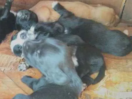 Cachorro ra a Acredito que seja Vira Lata idade Abaixo de 2 meses nome Não possuem nomes