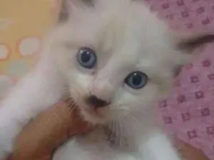 Gato raça SIAMES idade Abaixo de 2 meses nome S/NOME