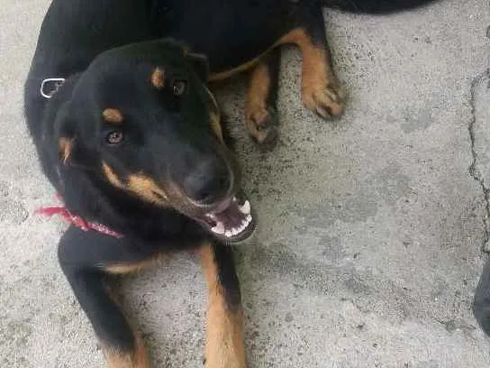 Cachorro ra a Vira lata/pastor alemão  idade 2 a 6 meses nome Cindy