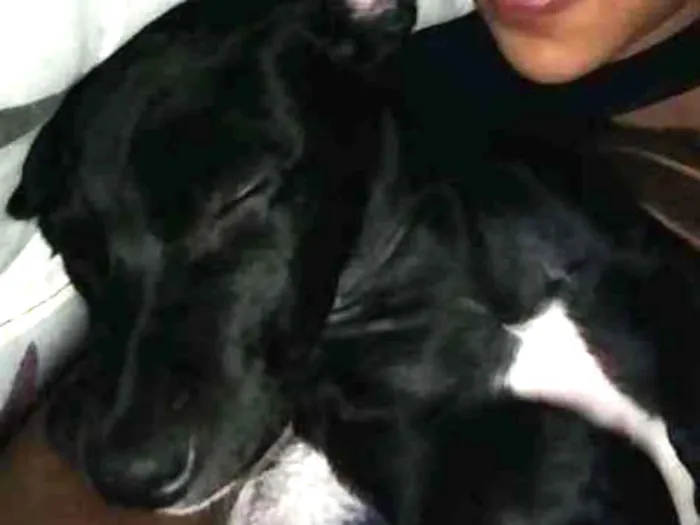 Cachorro raça Vira lata idade 2 a 6 meses nome Lolla