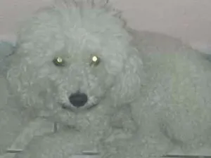 Cachorro raça Pudle idade 4 anos nome Pipoca