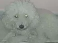 Pipoca