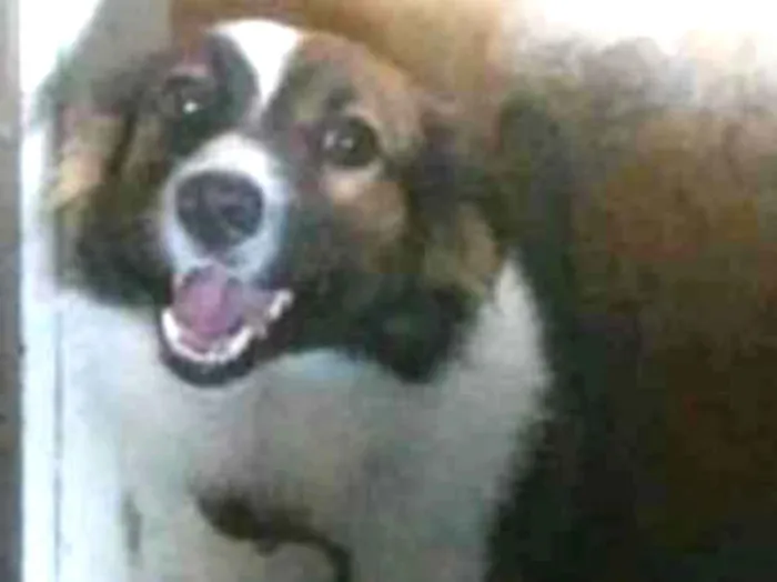 Cachorro ra a Raça indefinida  idade 1 ano nome Pocoyo