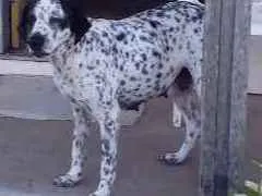 Cachorro raça Pointer com dálmata  idade 6 ou mais anos nome Chiva