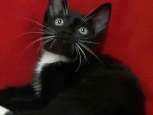 Gato raça SEM RAÇA DEFINIDA.. idade 2 a 6 meses nome SEM NOME.