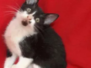 Gato raça SEM RAÇA DEFINIDA.  idade 2 a 6 meses nome SEM NOME.