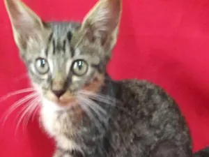 Gato raça SEM RAÇA DEFINIDA.  idade 2 a 6 meses nome SEM NOME.