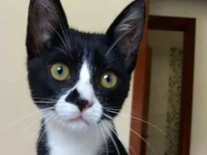 Gato raça Indefinido idade 2 a 6 meses nome Cindi
