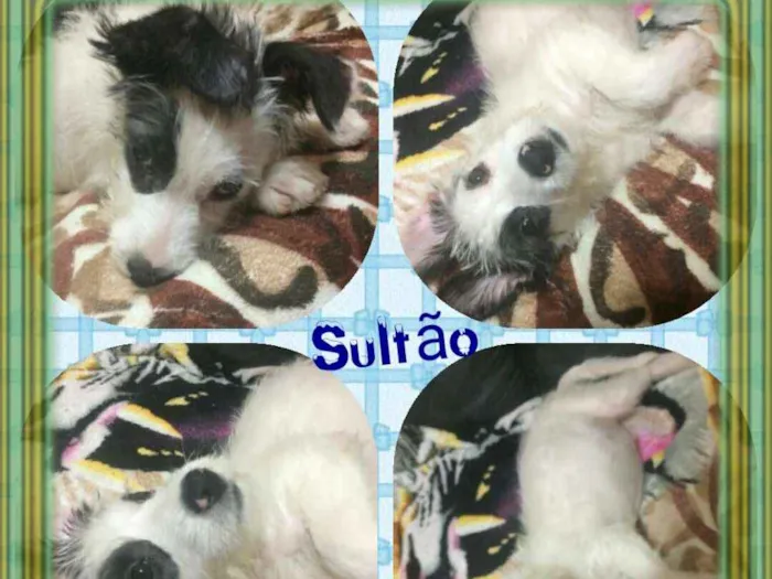 Cachorro ra a Mix de poodle idade 2 a 6 meses nome Sultão ...