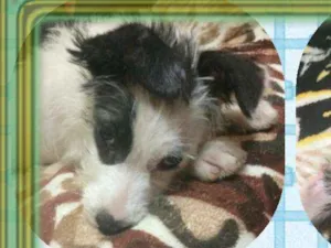 Cachorro raça Mix de poodle idade 2 a 6 meses nome Sultão ...