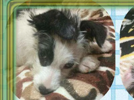 Cachorro ra a Mix de poodle idade 2 a 6 meses nome Sultão ...
