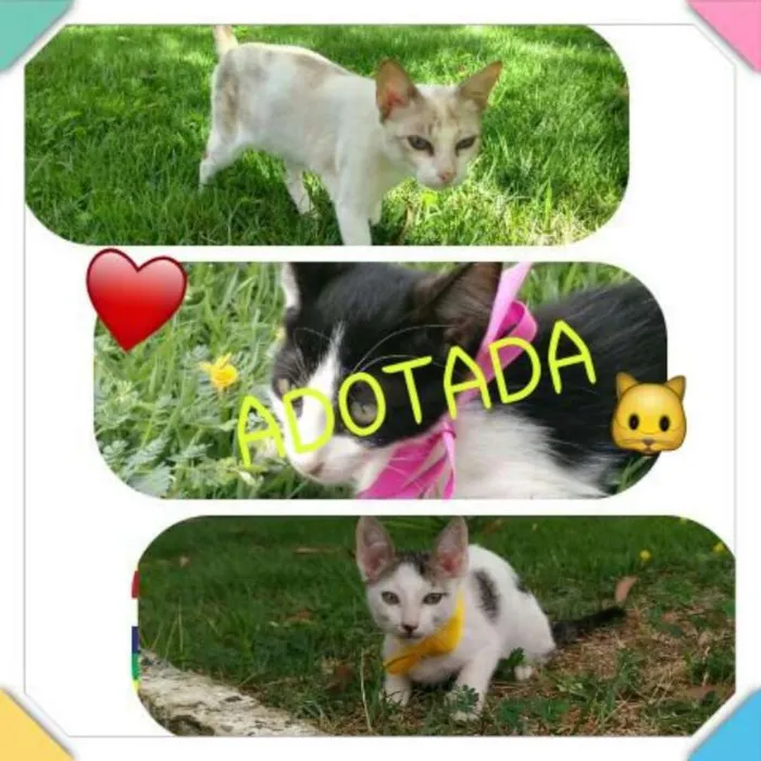 Gato ra a Não definida idade 2 a 6 meses nome Azulzinha