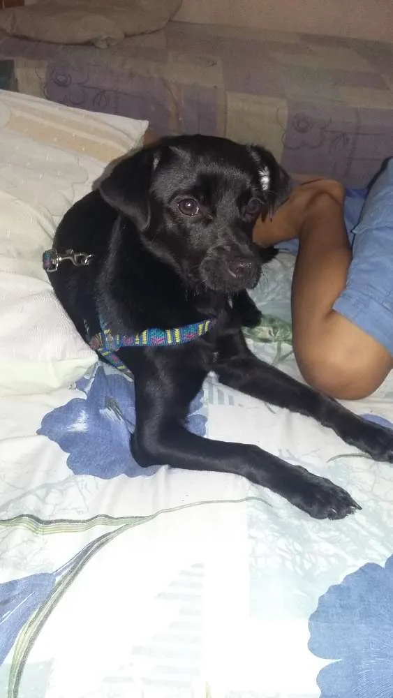 Cachorro raça Indefinida idade 7 a 11 meses nome Pantera