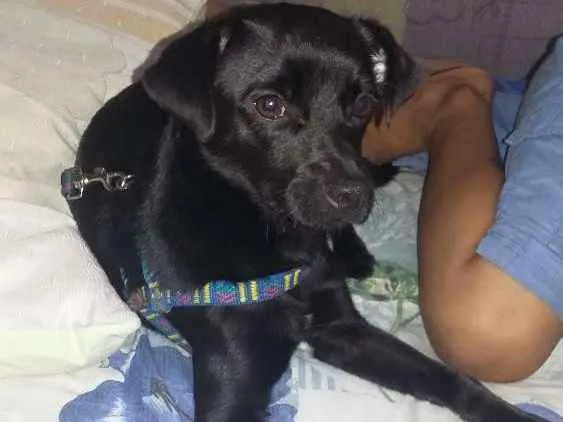 Cachorro raça Indefinida idade 7 a 11 meses nome Pantera