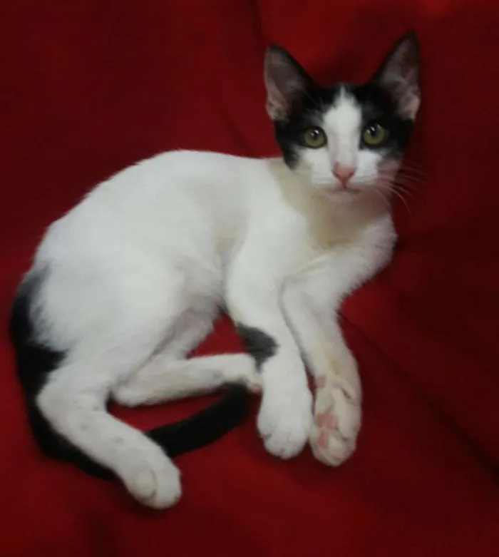 Gato ra a SEM RAÇA DEFINIDA.  idade 2 a 6 meses nome SEM NOME.