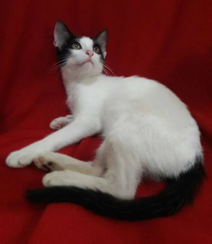 Gato ra a SEM RAÇA DEFINIDA.  idade 2 a 6 meses nome SEM NOME.