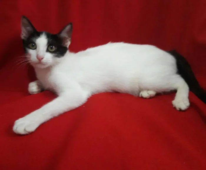 Gato ra a SEM RAÇA DEFINIDA.  idade 2 a 6 meses nome SEM NOME.