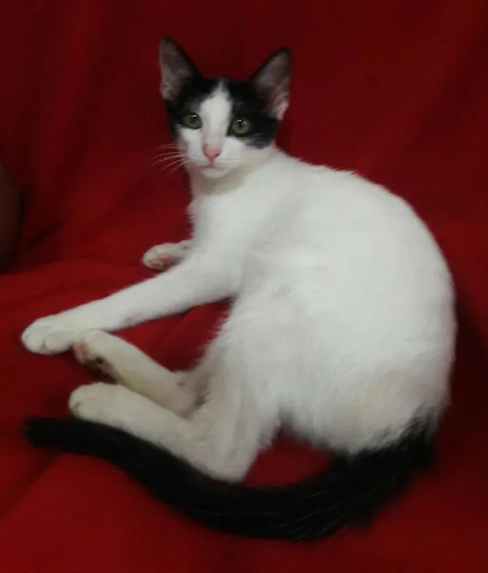 Gato ra a SEM RAÇA DEFINIDA.  idade 2 a 6 meses nome SEM NOME.