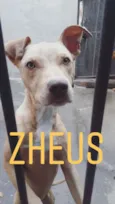 ZHEUS