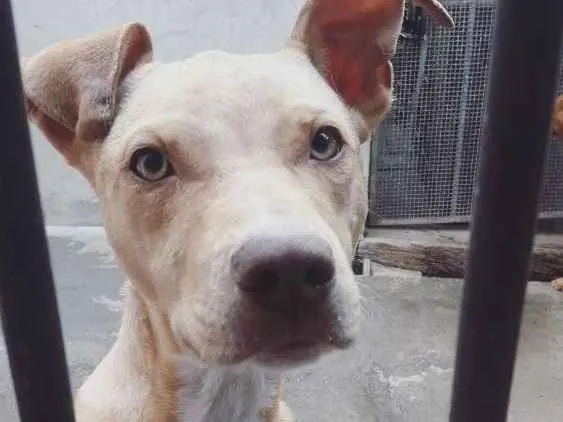 Cachorro ra a PITBULL idade 7 a 11 meses nome ZHEUS