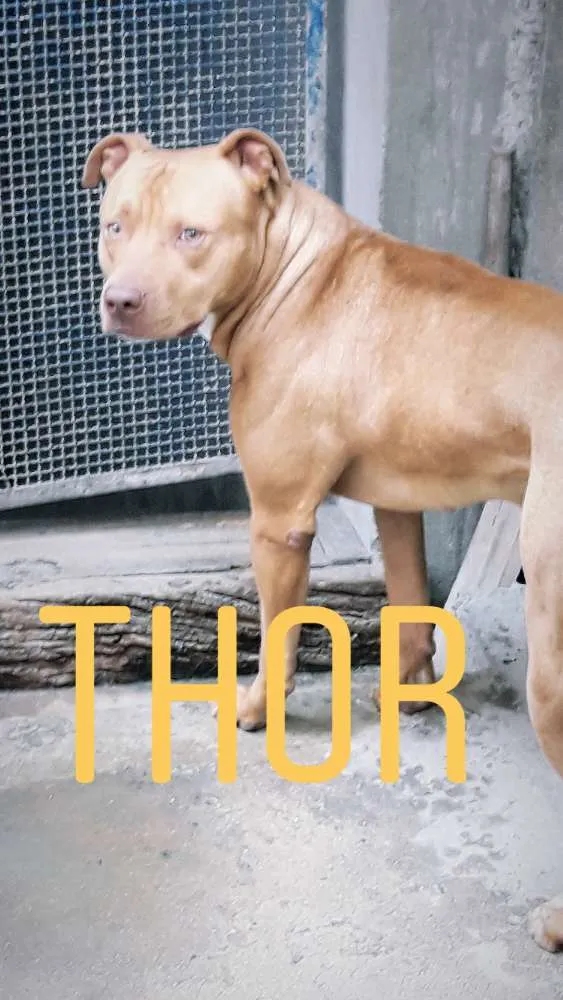 Cachorro ra a PITBULL idade 3 anos nome THOR