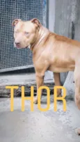 THOR