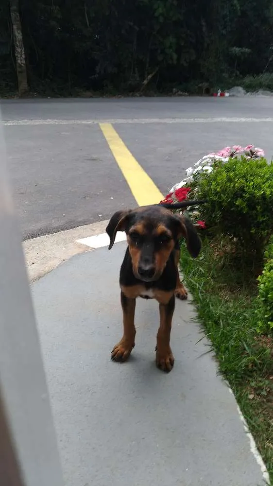 Cachorro ra a Srd idade 2 a 6 meses nome Sem nome
