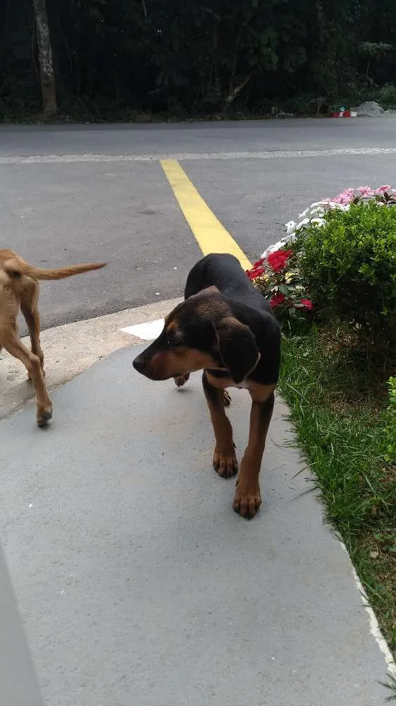 Cachorro ra a Srd idade 2 a 6 meses nome Sem nome