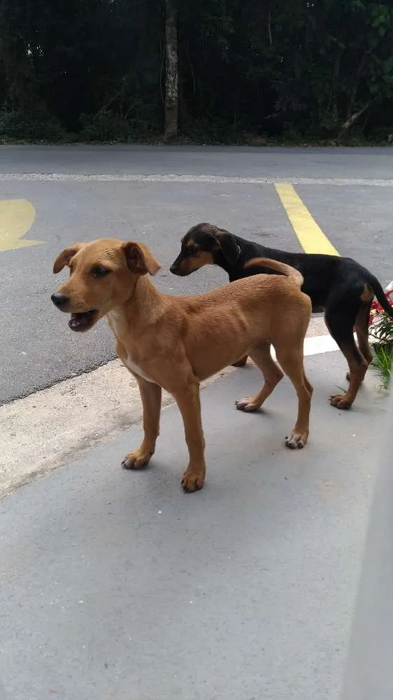 Cachorro ra a Srd idade 2 a 6 meses nome Sem nome