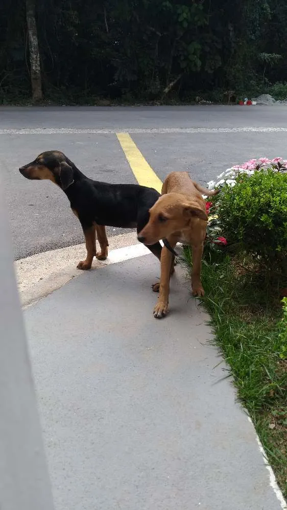 Cachorro ra a Srd idade 2 a 6 meses nome Sem nome