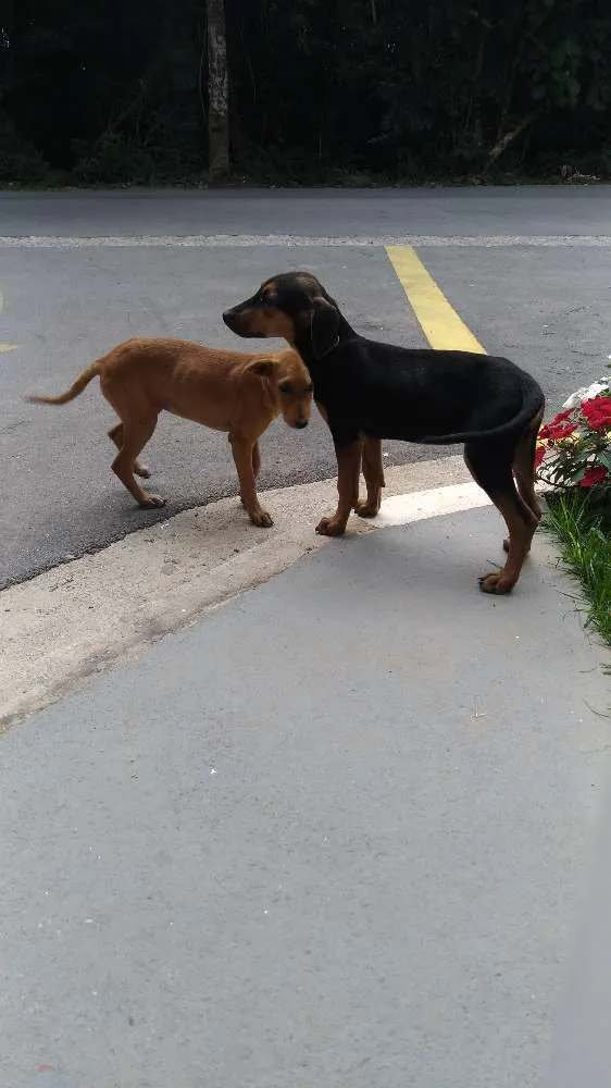Cachorro ra a Srd idade 2 a 6 meses nome Sem nome