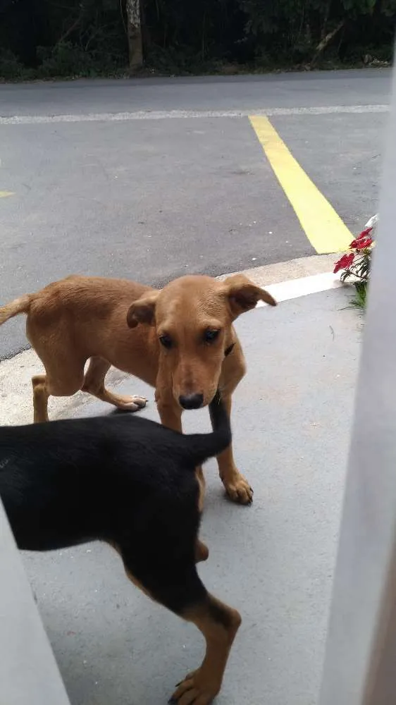 Cachorro ra a Srd idade 2 a 6 meses nome Sem nome