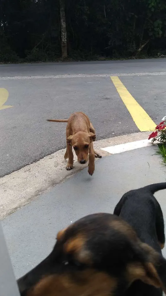 Cachorro ra a Srd idade 2 a 6 meses nome Sem nome
